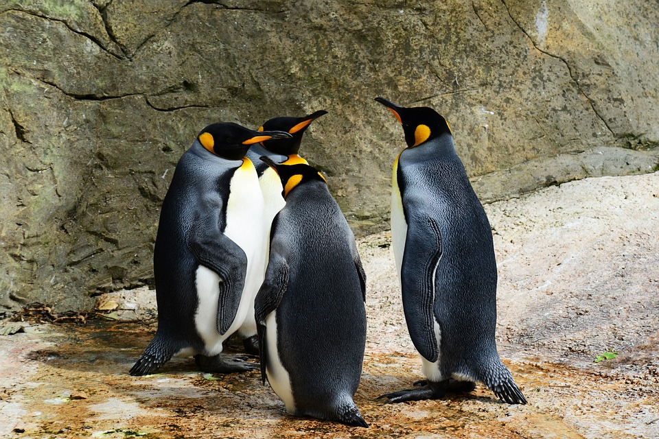 Pingwin 4.0 działa od 2 września